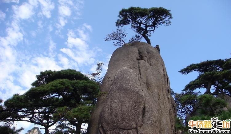 拉德芳斯(梧桐花园)